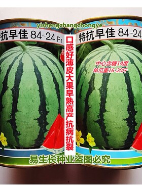特抗早佳8424 西瓜种子 口感好薄皮大果早熟高产抗病抗裂 春季播