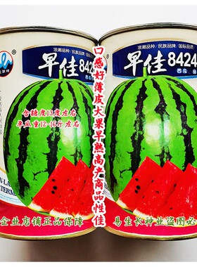 浪潮早佳8424西瓜种子 口感好薄皮大果早熟高产商品性佳 冬春播种