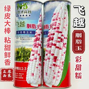 钱多多668彩甜糯玉米种籽高产春秋季大田杂交甜糯香花玉米种子孑