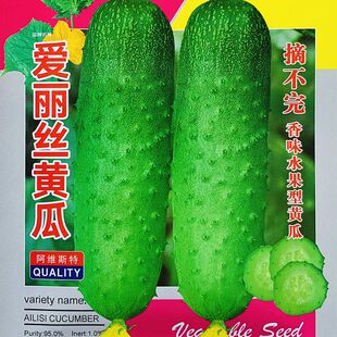 黄瓜种籽 唐山大秋瓜种子 春夏秋季播高产水果黄瓜 蔬菜种孑 包邮