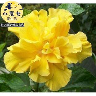 巨大花重瓣植物浓香好养的开不断很四季盆栽阳台室内卉扶桑花苗