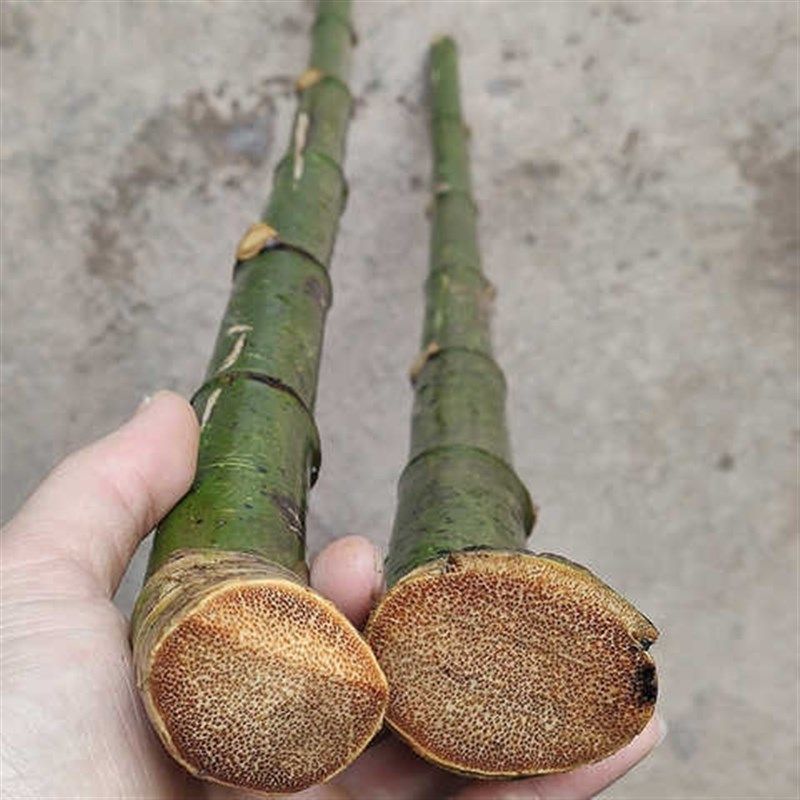 玉竹实心竹料实心竹原材料老竹料文玩竹把件毛料老玉竹小把件根