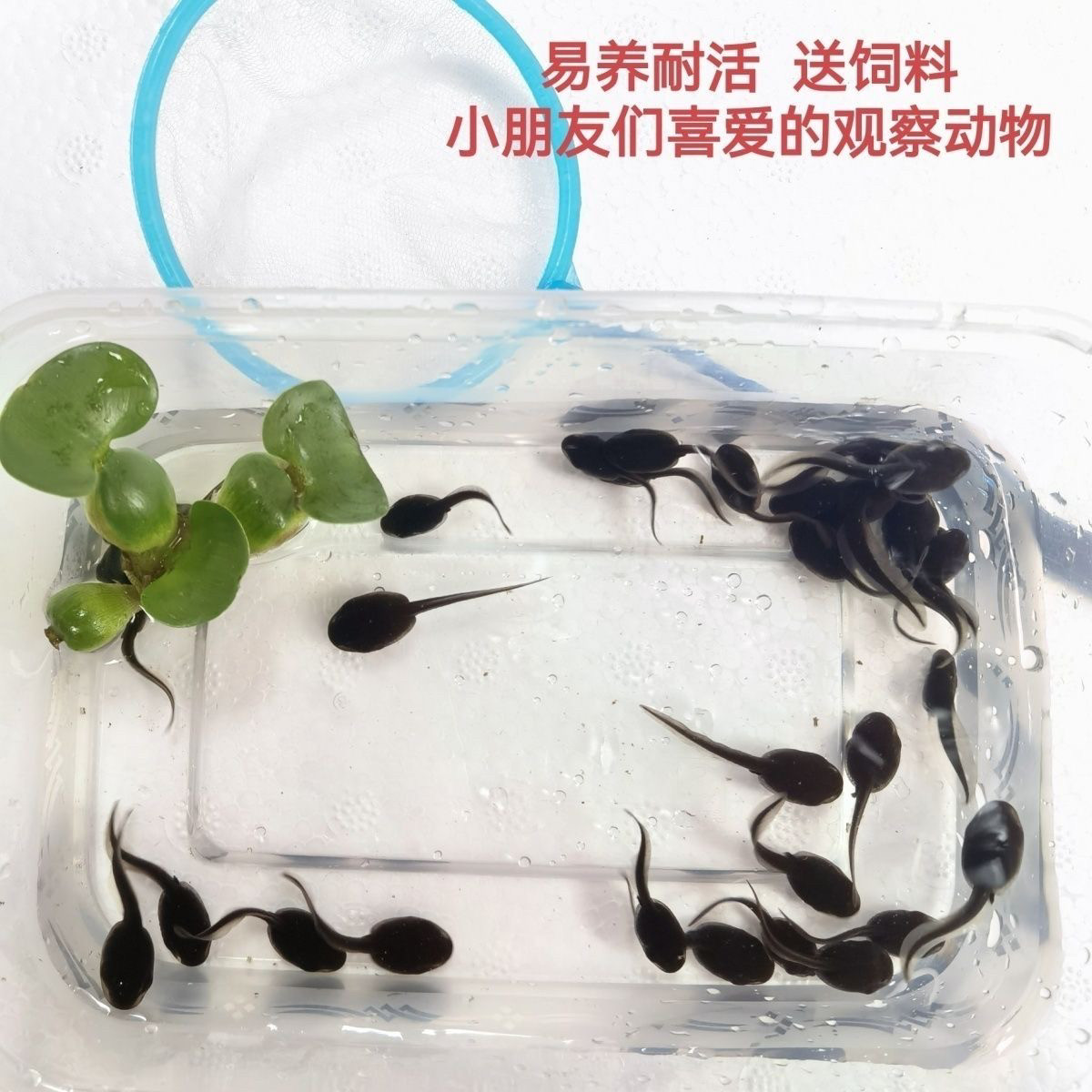 幼苗活体大蝌蚪宠物观赏活物青蛙类儿童观察水族宠物蝌蚪饲料