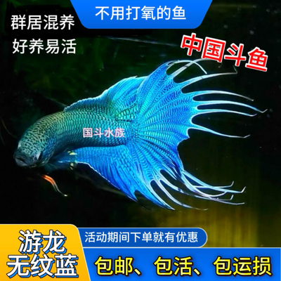 中国斗鱼无纹蓝游龙观赏鱼活鱼金鱼好养耐活冷水鱼淡水鱼小型小鱼