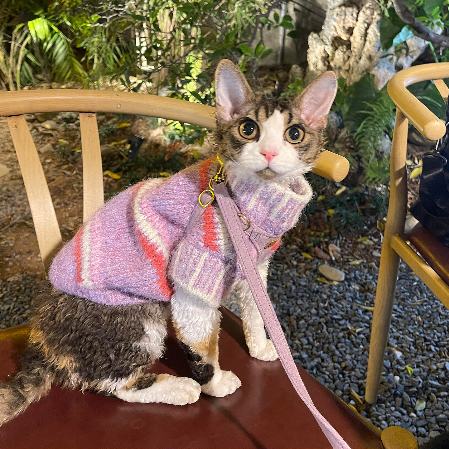 德文猫衣服防掉毛秋冬高领护颈毛衣多巴胺紫无毛猫保暖亲肤两脚衣