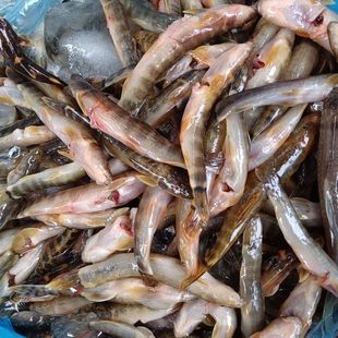 野养刚鳅鱼红尾巴鱼爬石鱼新鲜速冻野养小河鱼清水鱼冷冻包邮