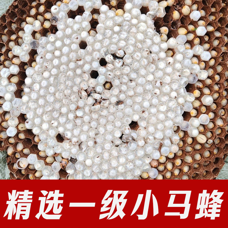 云南特产新鲜野养一级冰冻小黄蜂马蜂冷冻速冻土蜂黄蜂金环蜂蛹