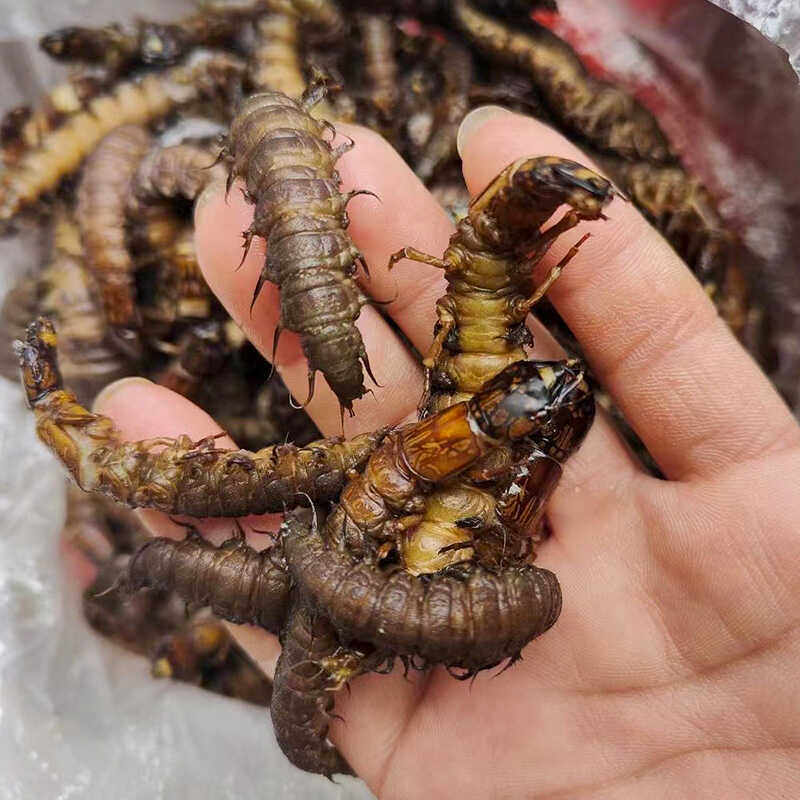 云南爬爬虫昆虫美食特产虫子可食用高蛋白鲜活冷冻水蜈蚣爬沙虫