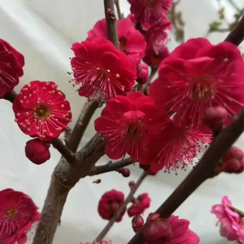 正宗红须朱砂梅花盆景浓香型原庭院一生树苗物一拍实物图红梅新品