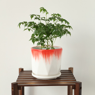 多边形花盆陶瓷带托盘发财树白掌绿萝植物多肉客厅阳台桌面花盆