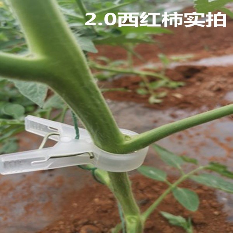 西红柿夹子吊秧夹25塑料绑蔓夹番茄西葫芦辣椒农用大棚蔬菜吊蔓夹