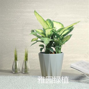 雅园绿植【银皇后】桌面盆栽小绿植济南满120元免费送货