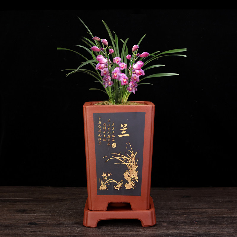 精品紫砂兰花专用盆手工桌面室内君子兰四方古典陶瓷兰草盆景花盆