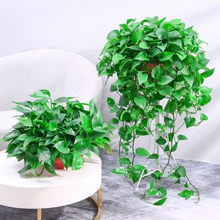 大盆绿萝盆栽长藤垂吊室内除甲醛净化空气水培大叶绿植花卉爬藤款