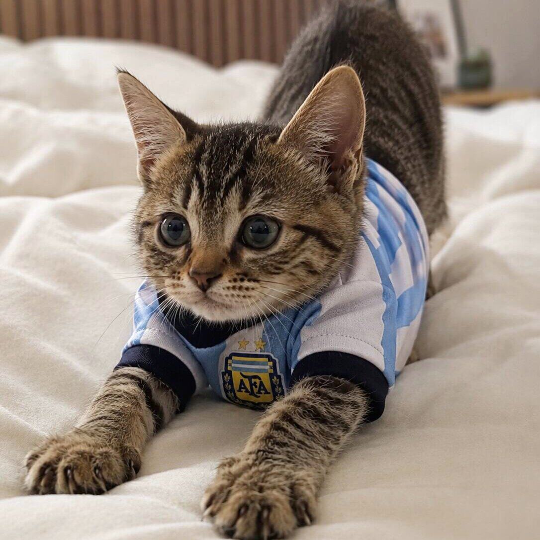 猫咪狗狗球衣宠物衣服2026世界杯足球阿根廷葡萄牙宠物背心凉凉衣