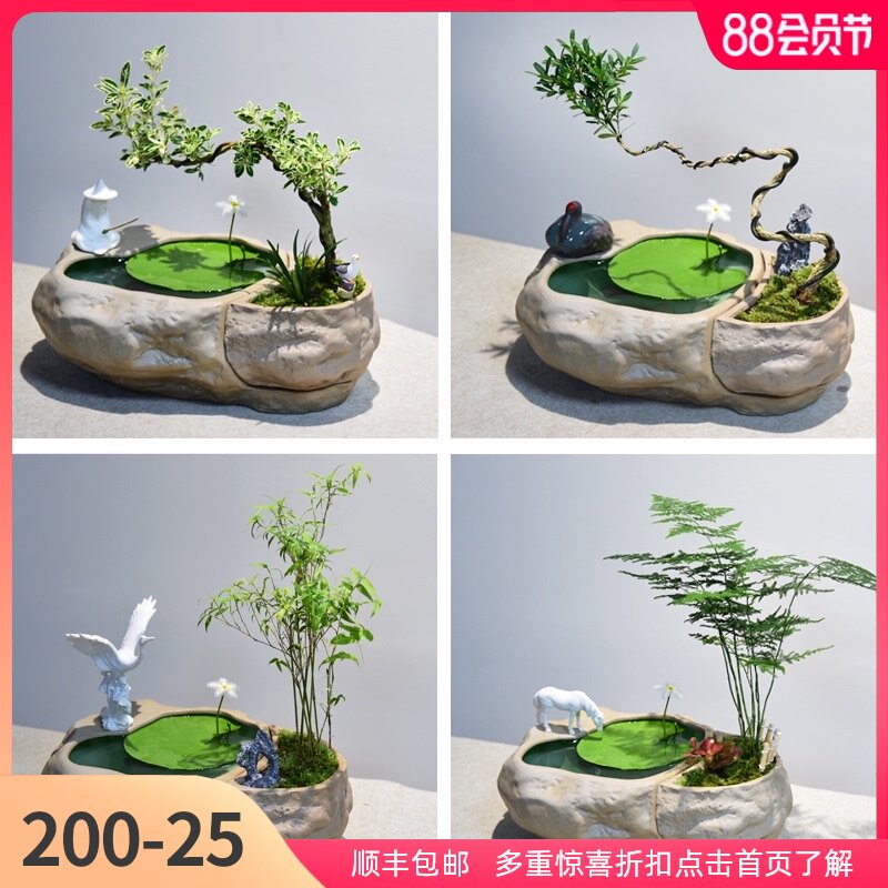 水培一叶莲植物黄杨绿植文竹小叶六月雪盆栽造型艺术米竹盆景室内