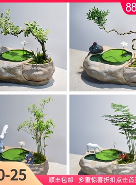 水培一叶莲植物黄杨绿植文竹小叶六月雪盆栽造型艺术米竹盆景室内