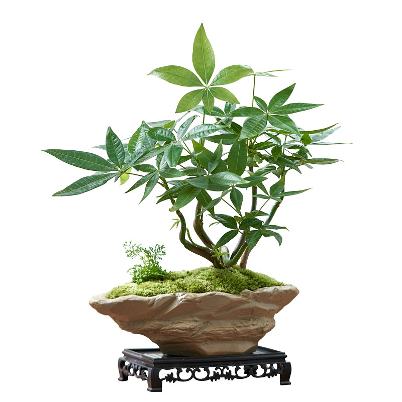 五福发财树招财小盆栽绿植物办公室内茶桌面好养中式禅意盆景摆件,鲜花速递/花卉仿真/绿植园艺,绿植,淘宝优惠券,粉丝福利购,淘宝优惠卷