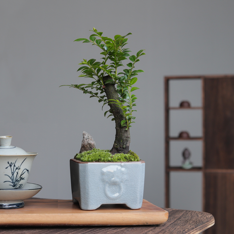 小叶紫檀盆景植物室内黑骨茶老桩盆栽办公室摆件四季常青观叶绿植