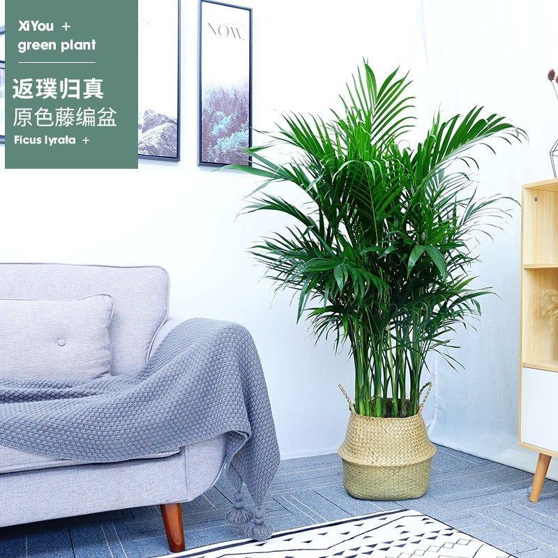 怡雅香富贵椰子盆栽办公室客厅大型绿植凤尾竹植物室除甲醛植物