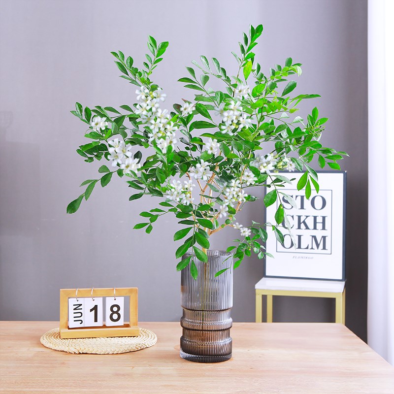 水培植物九里香盆栽四季好养桌面驱蚊绿植室内茉莉花鲜花水养绿植