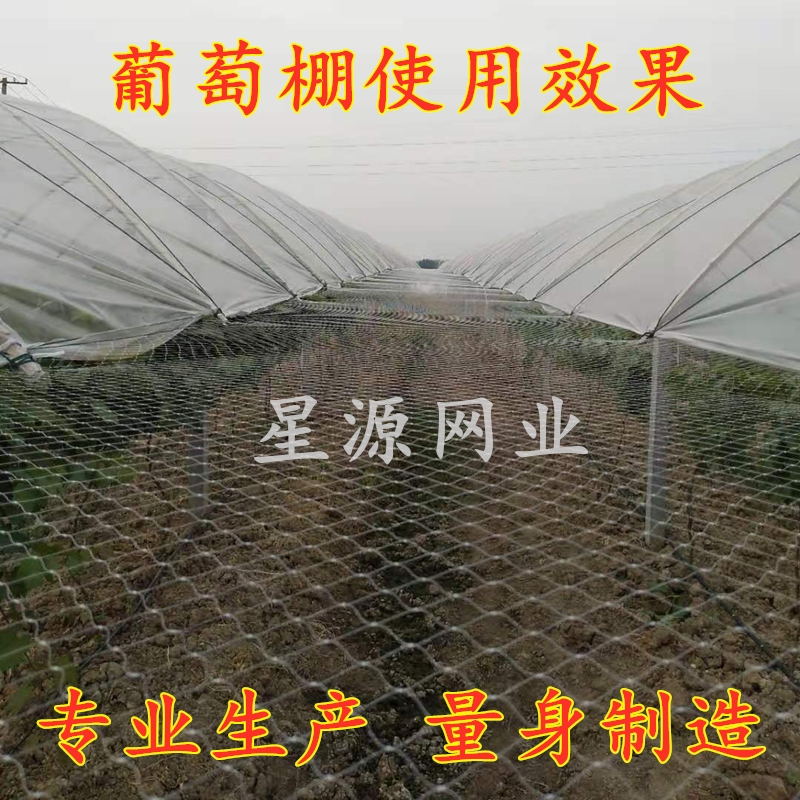 深度定型穿边款草莓大棚防鸟网天沟网两侧通风口拦鸟网葡萄棚围网