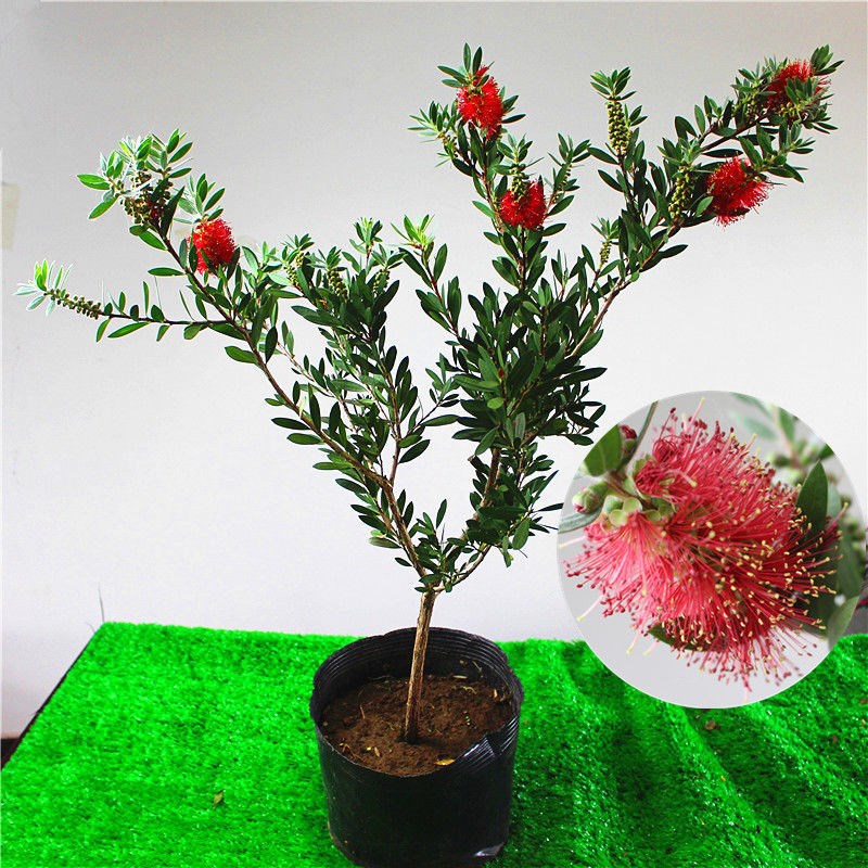 多花红千层树苗耐寒风景树金宝树串钱柳毛绒花庭院盆栽花园常绿