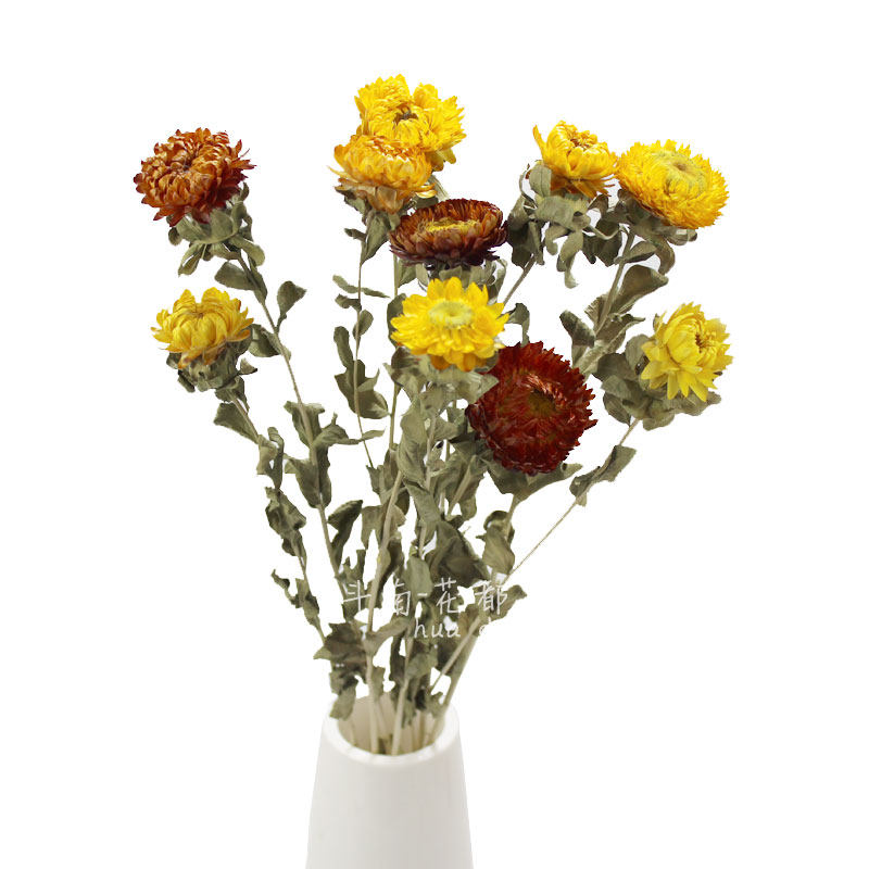 七彩雏菊麦秆菊干花 天然粘花 DIY手工花束花瓶辅助花材包邮,鲜花速递/花卉仿真/绿植园艺,干花,淘宝优惠券,粉丝福利购,淘宝优惠卷