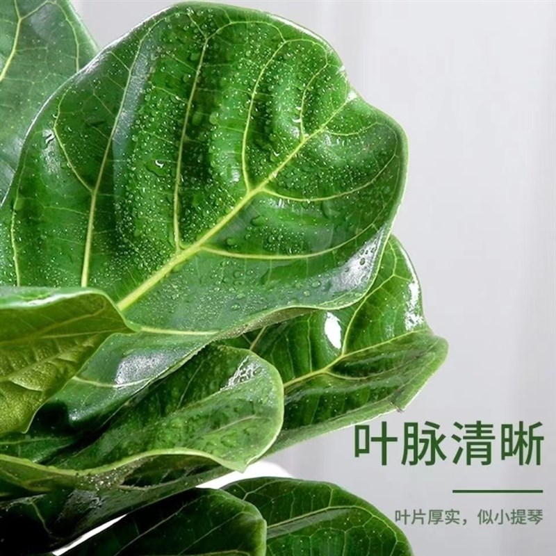 琴叶榕绿植水培小盆栽桌面办公室好养活北欧花卉四季长青净化空气