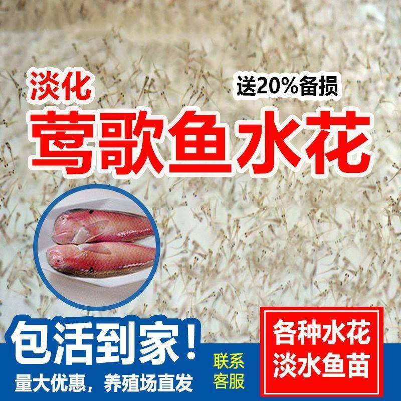 淡化红莺歌鱼水花鹦鹉鱼妹仔南鹦歌鱼马头鱼马面养殖食用好养路亚图片