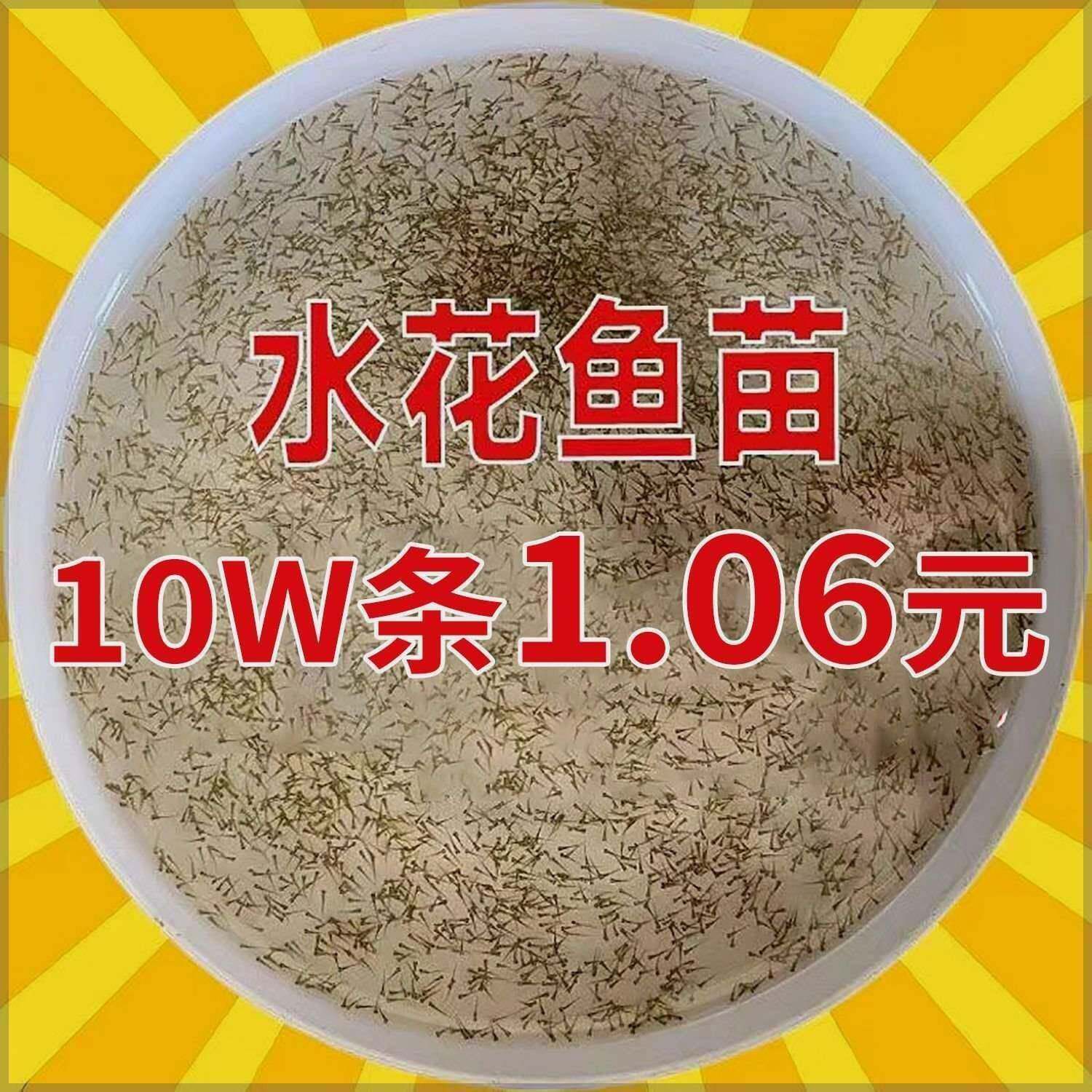 水花鱼苗鲫鱼草鱼桂鱼鲈鱼花鲢白鲢青鱼鲤鱼武昌鱼翘嘴鱼活体