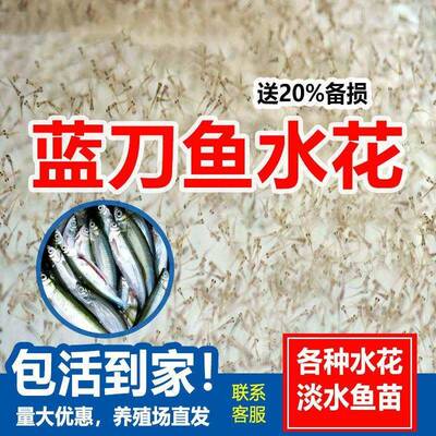 蓝刀鱼苗水花苗餐条鱼水花 白条鱼 餐子鱼水花 浮鲢鱼水花淡水鱼