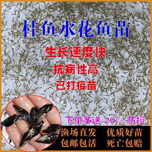 斑鳜水花鱼苗水花桂花鱼苗桂鱼苗鸭嘴鱼黄骨鱼军鱼大口鲶鱼淡水鱼