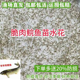 耐寒单性脆肉罗非鱼苗水花 福寿鱼水花 淡水好养殖脆肉非洲鲫鱼