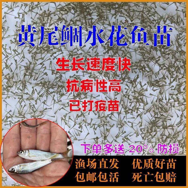 黄尾鱼苗水花黄尾密鲴水花黄姑子水花锢鱼水花黄尾巴水花鱼苗 - 实物图