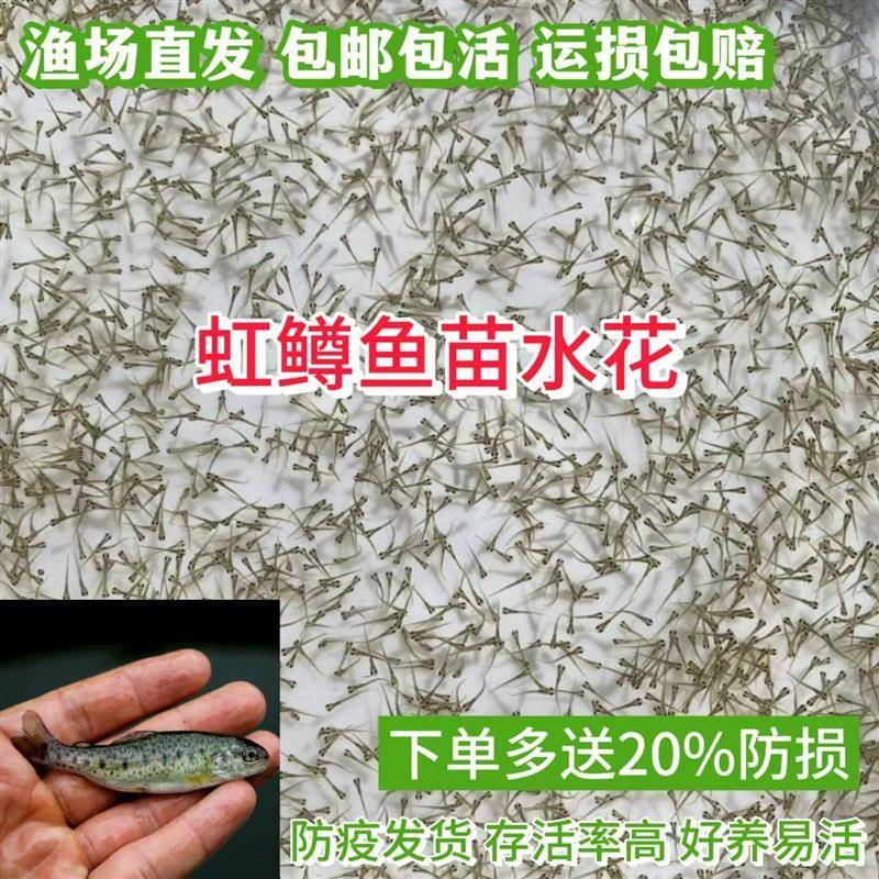 优质虹鳟鱼苗水花 三文鱼苗水花 淡水养殖鱼活体鱼苗观赏鱼