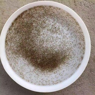 赤眼鳟鱼苗水花 鱼塘养殖淡水鱼赤眼鳟鱼苗水花