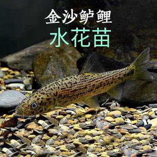 金沙鲈鲤鱼苗水花 大花鱼豹纹花鱼苗水花 猛鱼江鰛老虎鱼水花