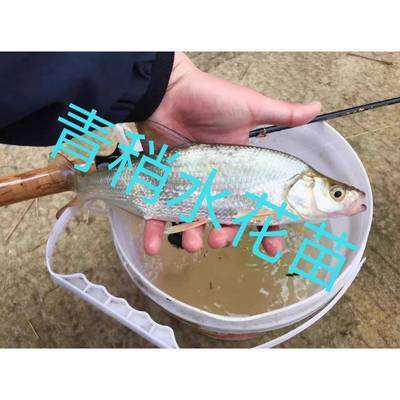 青稍鱼苗水花 青稍红鲌鱼苗水花 青桔子鱼苗水花 水库路亚青稍苗