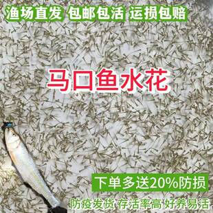 马口鱼苗水花 原生鱼桃花鱼溪流鱼马口淡水冷水观赏鱼耐活好养
