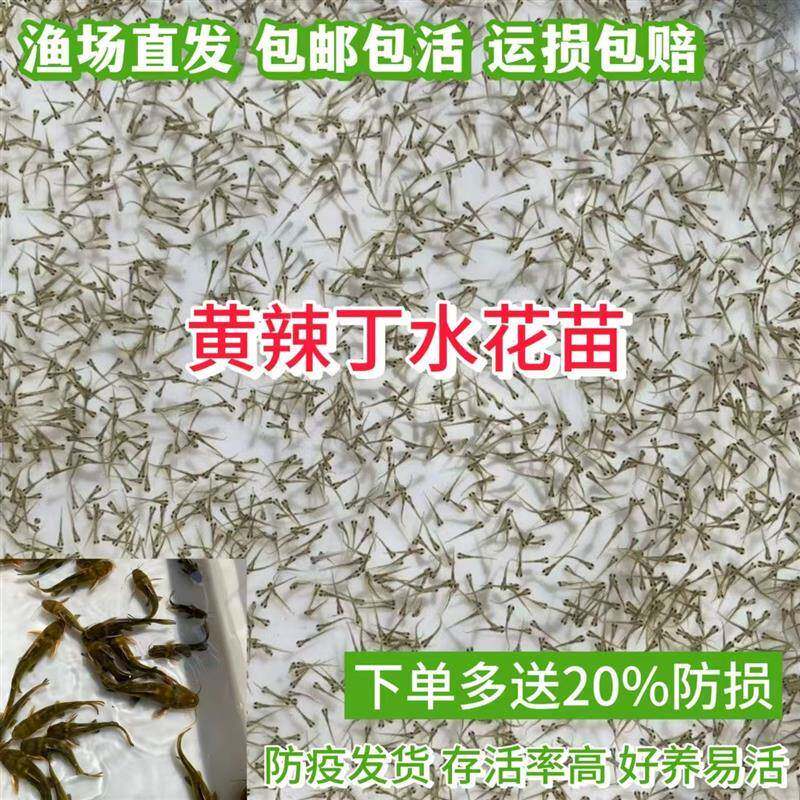 黄辣丁水花鱼苗 黄骨鱼黄鸭叫昂刺鱼黄颡鱼苗淡水养殖黄丫头鱼