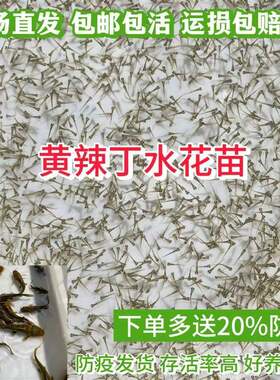 黄辣丁水花鱼苗 黄骨鱼黄鸭叫昂刺鱼黄颡鱼苗淡水养殖黄丫头鱼