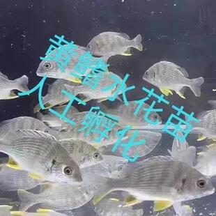 黄鳍鲷鱼苗水花淡化鱼苗黄脚腊立鱼水花咸淡水底层黄鳍鱼苗水花