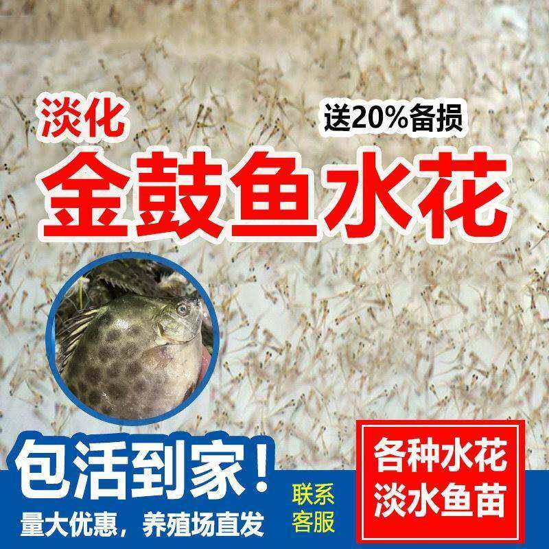 淡化金鼓鱼水花苗淡水观赏鱼银鼓鱼除丝藻热带小型冷水鱼群养