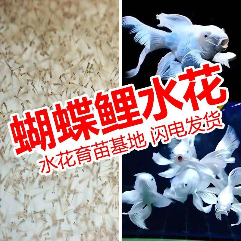 蝴蝶鲤鱼苗水花小鱼活体短身球体狮头贵妃锦鲤白色纯种大尾鲤鱼苗