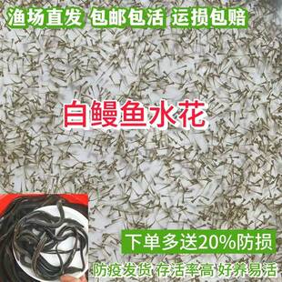 白鳗鱼苗水花 淡水养殖 白鳝鱼苗水花 河鳗 鳗鲡欧鳗美洲鳗水花