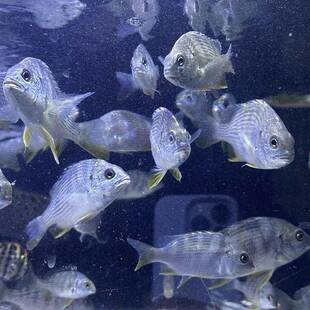黄鳍鲷鱼苗水花 淡化新品黄脚腊立鱼水花 咸淡水底层黄鳍鱼苗水花