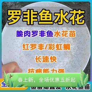 特大脆肉罗非鱼苗水花大品种福寿鱼单性非洲鲫鱼红罗非鱼苗水花