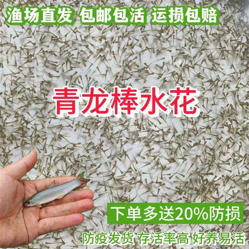 青龙棒鱼水花 桃花棒鱼苗水花 沉香鱼苗水花 青衣鱼苗水花 好养 - 实物图