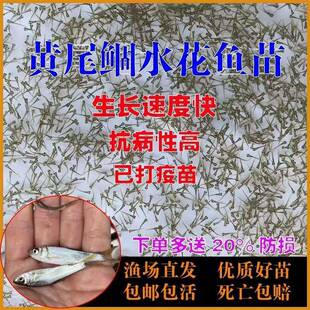 黄尾鲴鱼苗水花 黄尾鱼黄姑子水花 淡水养殖冷水鱼净化水质清洁鱼